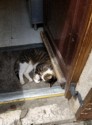 Cat blocking the doorway